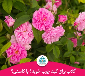 گلاب برای کبد چرب